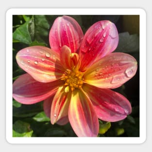 Dazzling Pink and Yellow Dahlia Sticker